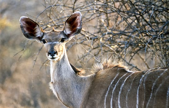 Kudu, (Tragelaphus strepsiceros), Kruger National Park, Mpumalanga, South Africa, Africa