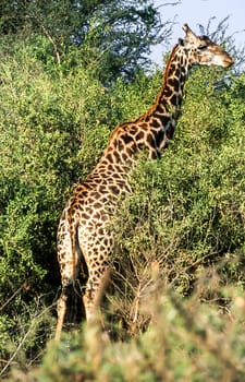 Giraffe, (Giraffa camelopardalis), Kruger National Park, Mpumalanga, South Africa, Africa
