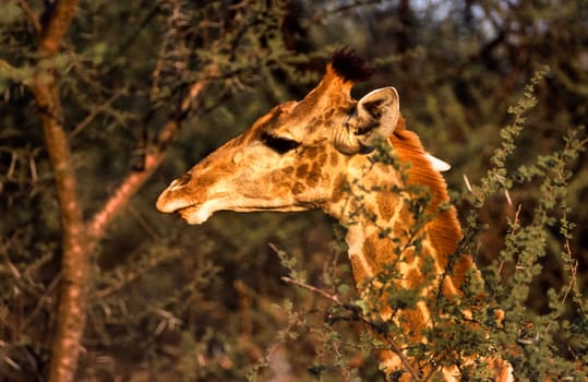 Giraffe, (Giraffa camelopardalis), Kruger National Park, Mpumalanga, South Africa, Africa