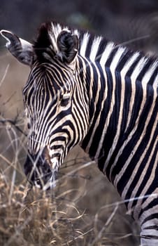 Plains Zebra, (Equus burchellii), Kruger National Park, Mpumalanga, South Africa, Africa