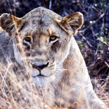 Lion, (Panthera leo), Kruger National Park, Mpumalanga, South Africa, Africa