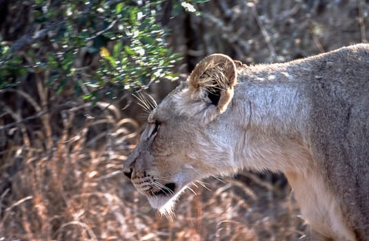 Lion, (Panthera leo), Kwa Mbili, Mpumalanga, South Africa, Africa
