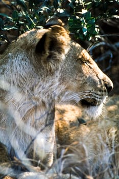 Lion, (Panthera leo), Kruger National Park, Mpumalanga, South Africa, Africa