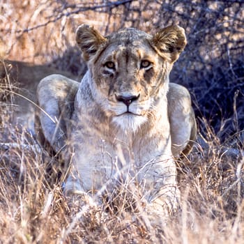 Lion, (Panthera leo), Kruger National Park, Mpumalanga, South Africa, Africa