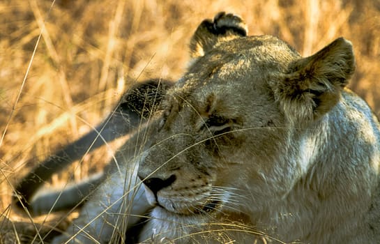 Lion, (Panthera leo), Kruger National Park, Mpumalanga, South Africa, Africa