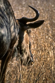 Blue Wildebeest, (Connochaetes taurinus), Kruger National Park, Mpumalanga, South Africa, Africa