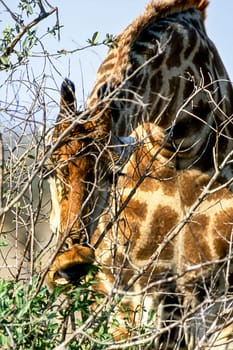 Giraffe, (Giraffa camelopardalis), Kruger National Park, Mpumalanga, South Africa, Africa