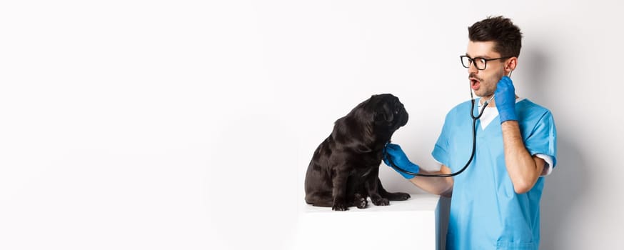 Image of handsome doctor in vet clinic examining dog health, checking pug lungs with stethoscope, standing over white background.