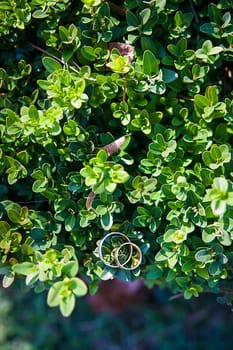 Beautiful wedding rings on a green leaf close-up