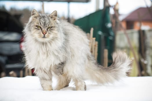 The cat is beautiful, cute, fluffy, gray in color, walks outdoors in winter.
