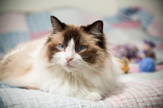 Beautiful domestic purebred cat Ragdoll, lies on the bed at home.
