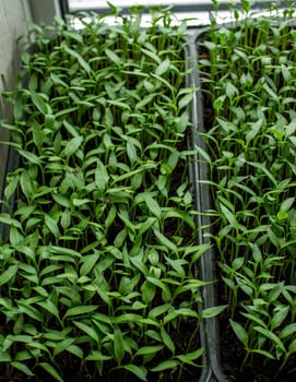 Pepper seedlings in a tray, growing seedlings, close-up. Selective focus