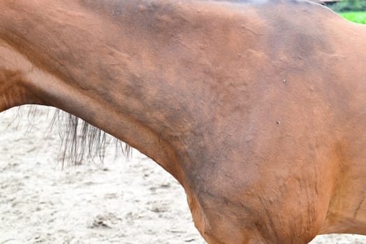 Hives or allergic wheels on a horses neck as in the side view