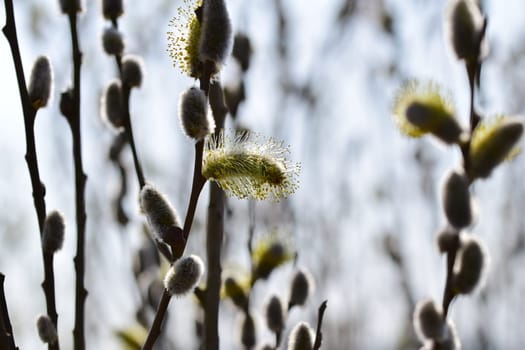 Flowering willow salix with different focuses