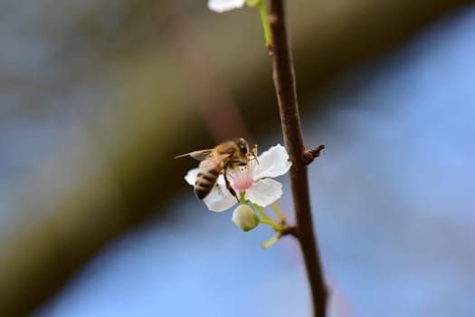 Close up of a honey bee on white blossom against a blurry background