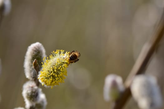 A Bee on a flowering salix against a blurry background as a close up
