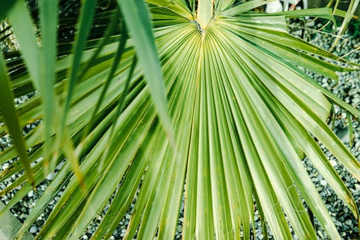 Green palm leaves, natural background