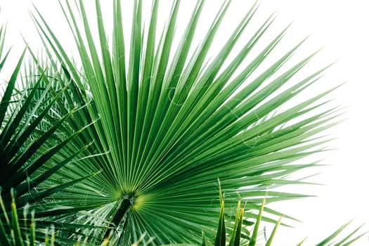 Green palm leaves, natural background