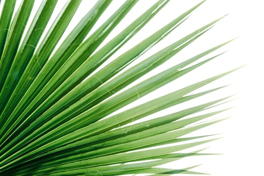 Green palm leaves, natural background