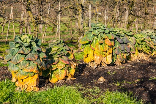 Several perennial Brussels sprouts in green, yellow, orange and red in a garden in spring sunshine