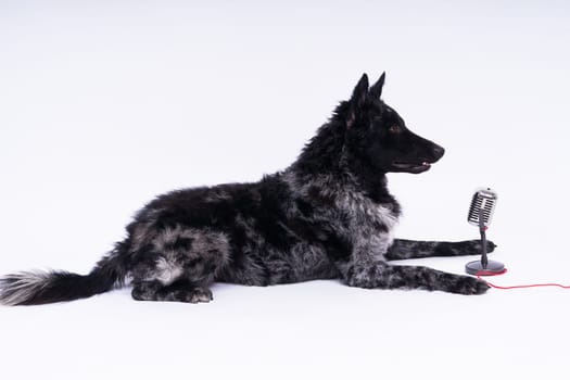 Mudi dog with microphone on a white studio background