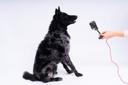 Mudi dog with microphone on a white studio background