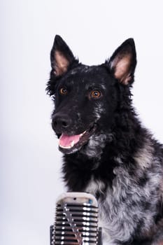 Mudi dog with microphone on a white studio background