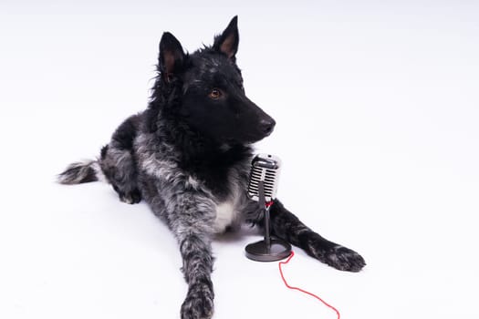 Mudi dog with microphone on a white studio background