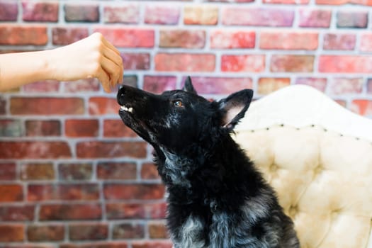 Woman feeding mudi dog on a studio or at home, closeup