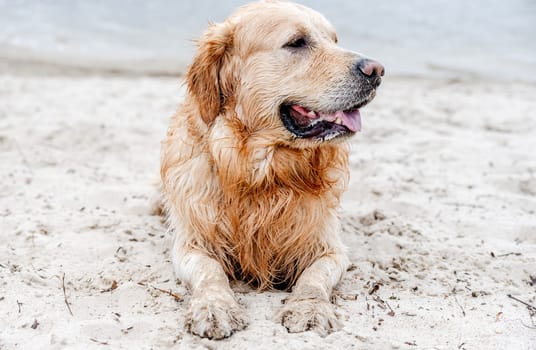 Portrait of adorable dog golden retriever breed on the beach after swimming