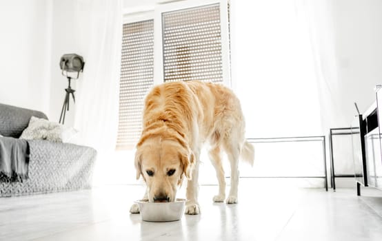 Golden retriever dog eating food at home