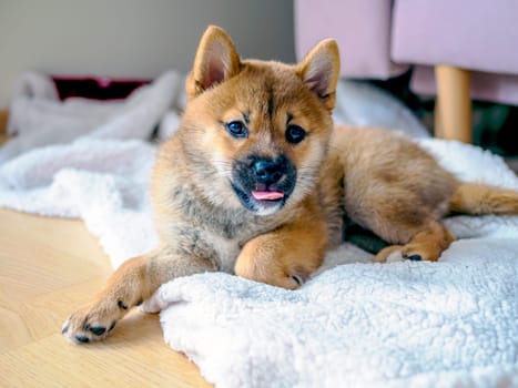 Portrait of cute Shiba Inu small dog, puppy, Close up. Dogecoin. Red-haired Japanese dog smile portrait. Illuminating color, cryptocurrency, electronic money. High quality photo for postcard