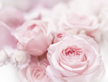 Pink rose flowers. Macro flower background for holiday brand design