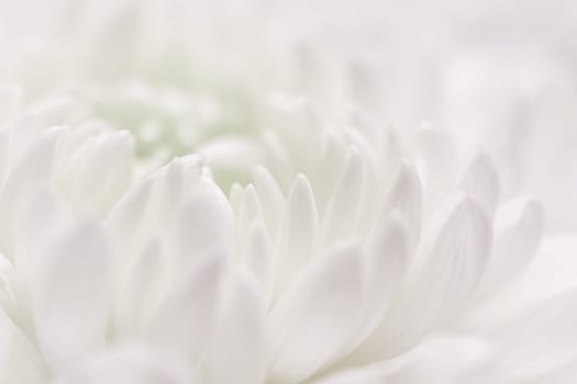 Abstract floral background, white purple chrysanthemum flower petals. Macro flowers backdrop for holiday design. Soft focus