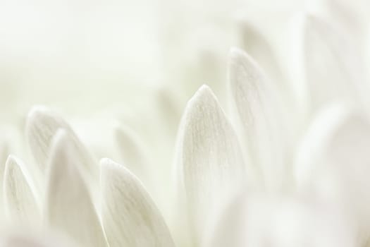 Abstract floral background, white purple chrysanthemum flower petals. Macro flowers backdrop for holiday design. Soft focus