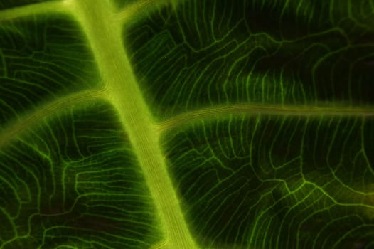 Macro shot of green alocasia leaf