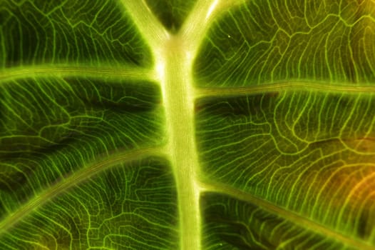 Macro shot of green alocasia leaf