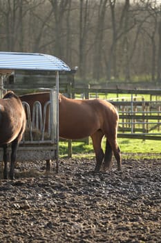 Horses at a farm in Meerbusch, Germany
