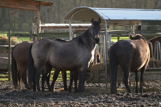 Horses at a farm in Meerbusch, Germany