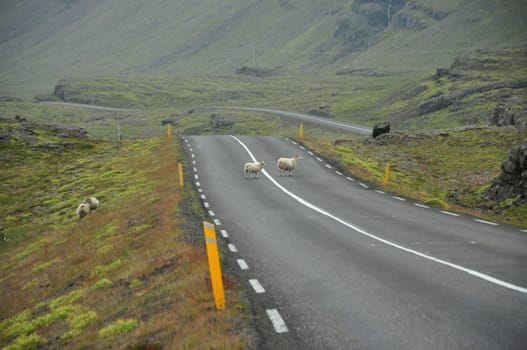 Sheep crossing a lonely country road in Iceland
