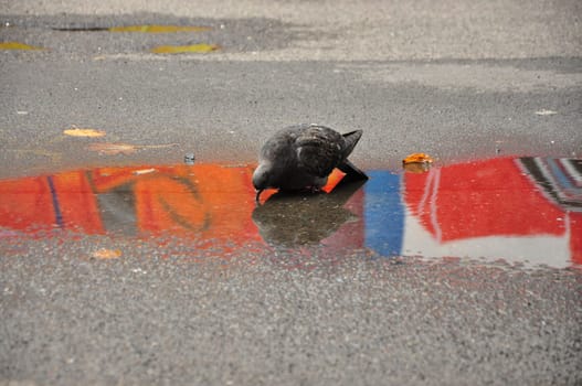 Closeup of a rock dove drinking water from a puddle with graffiti reflection on the street