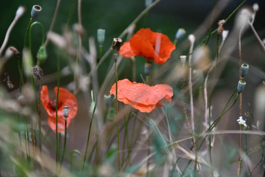 Closeup shot of the red poppies in the Ihlara valley in Aksaray, Central Anatolia, Turkey