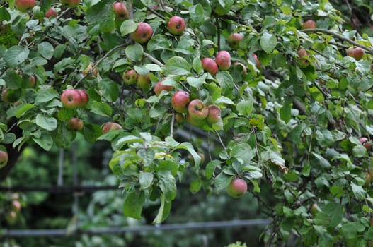 Old variety apple tree in a German country garden