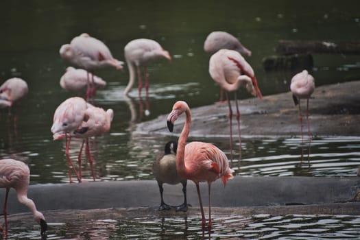 Group of pink flamingos wading in a lake at a zoo