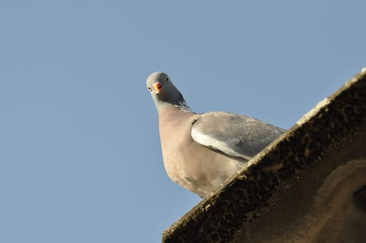 Pigeon in the sunshine looks directly into the camera