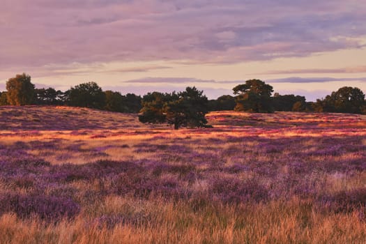 Sunset in the blooming heath. Westruper Heide Westrup Heath , near Haltern am See in Germany.