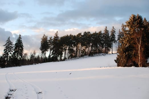 Beautiful shot of fir and conifer trees growing in the snow in Steinberg, Goslar, Germany