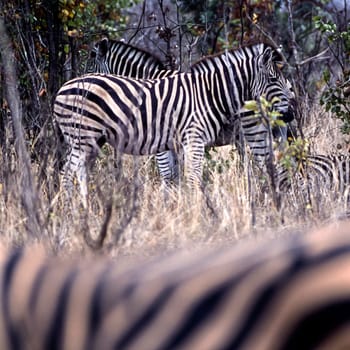 Plains Zebra, (Equus burchellii), Kruger National Park, Mpumalanga, South Africa, Africa