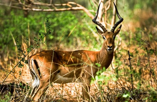 Impala, (Aepyceros melampus), Kruger National Park, Mpumalanga, South Africa, Africa