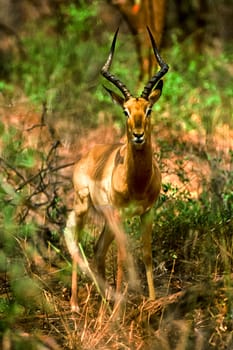 Impala, (Aepyceros melampus), Kruger National Park, Mpumalanga, South Africa, Africa